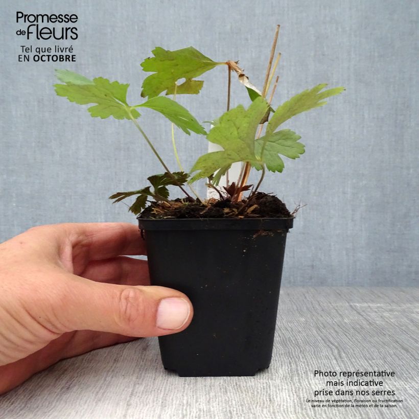 Exemplar von Anemone cylindrica - Prärie-Anemone Kleine Töpfe von 8/9 cm wie im Herbst geliefert