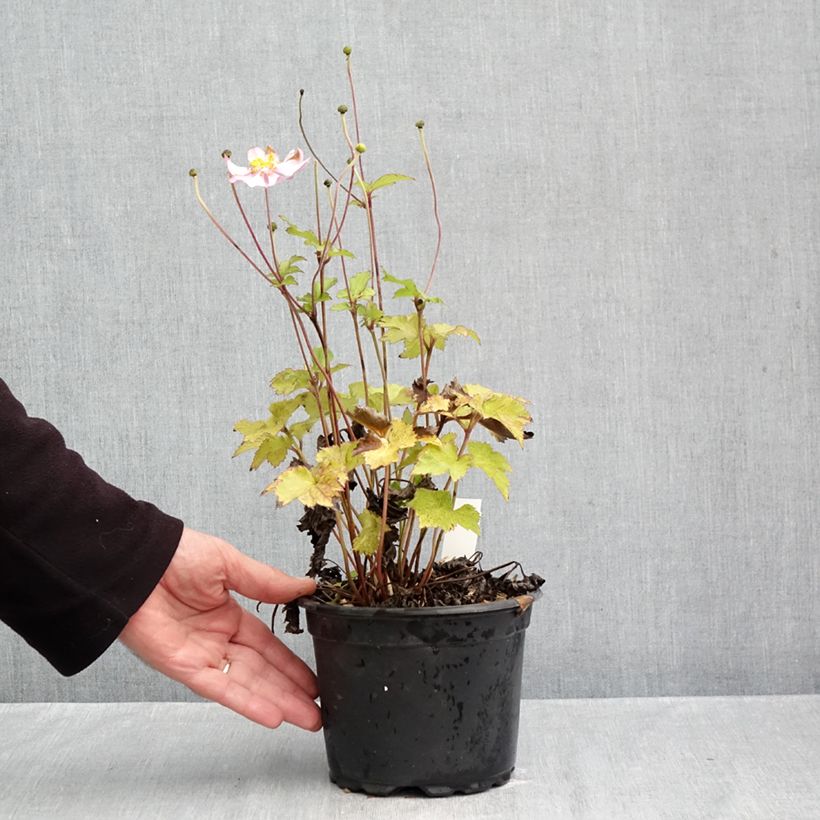 Exemplar von Anemone hupehensis Crispa - Chinesische Herbst-Anemone Topf mit 2L/3L wie im Herbst geliefert