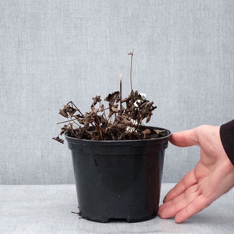 Example of Anemone hupehensis Crispa - Chinesische Herbst-Anemone Topf mit 2L/3L as you get in hiver