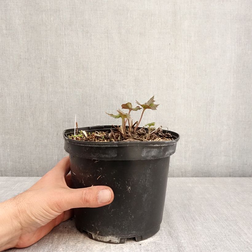 Exemplar von Anemone hupehensis Crispa - Chinesische Herbst-Anemone Topf mit 2L/3L wie im Frühjahr geliefert