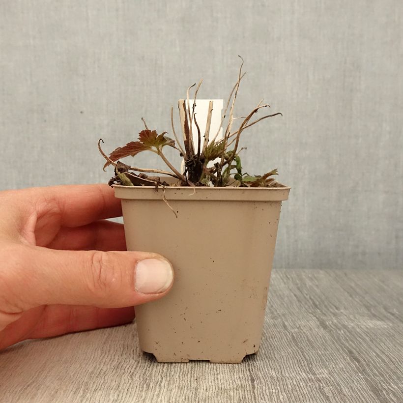 Example of Anemone Fall in Love Sweetly - Japan-Herbst-Anemone Kleine Töpfe von 8/9 cm as you get in printemps