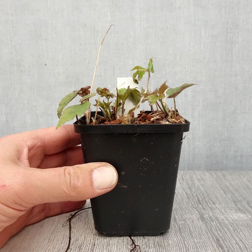 Example of Anemone Fantasy Ariel - Japan-Herbst-Anemone Kleine Töpfe von 8/9 cm as you get in printemps