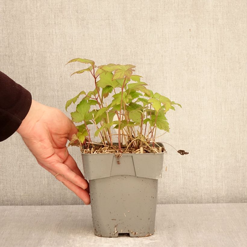 Exemplar von Anemone Fantasy Ariel - Japan-Herbst-Anemone Topf mit 2L/3L wie im Frühjahr geliefert