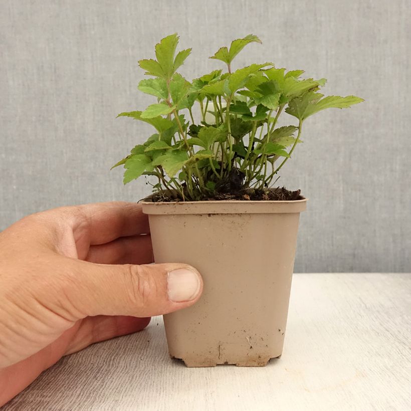 Exemplar von Anemone Fantasy Cinderella - Japan-Herbst-Anemone Kleine Töpfe von 8/9 cm wie im Sommer geliefert