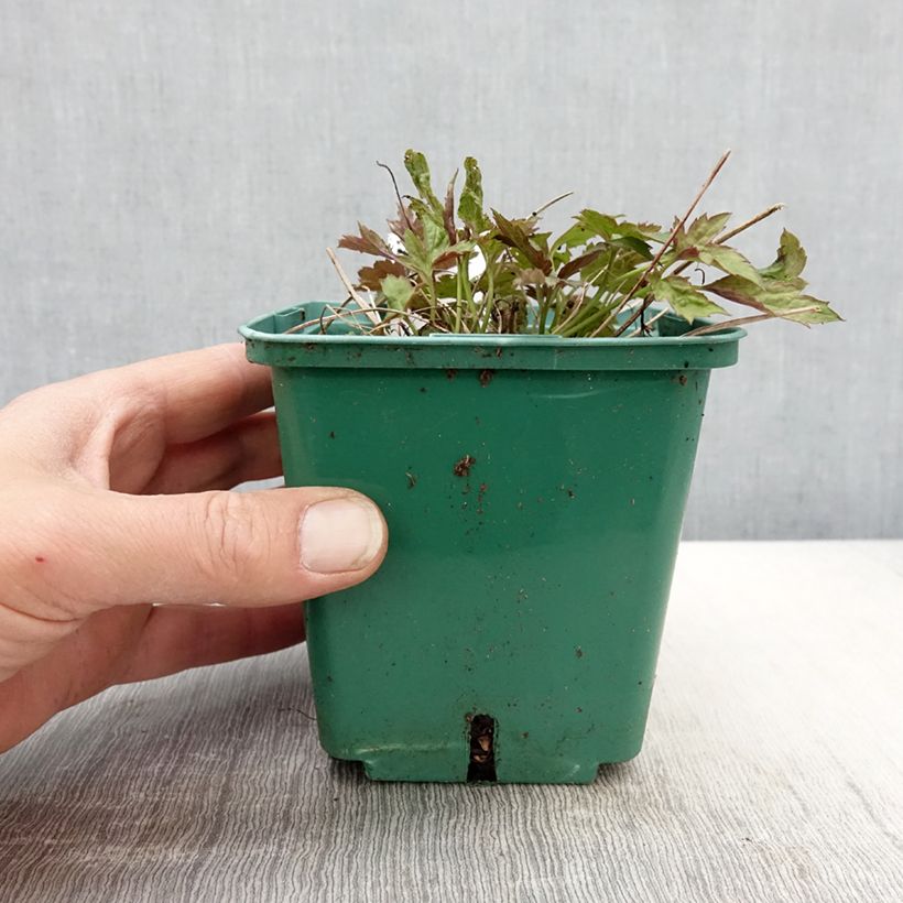 Exemplar von Anemone hupehensis var. japonica Pamina - Chinesische Herbst-Anemone Topf mit 1L/1,5L wie im Frühjahr geliefert