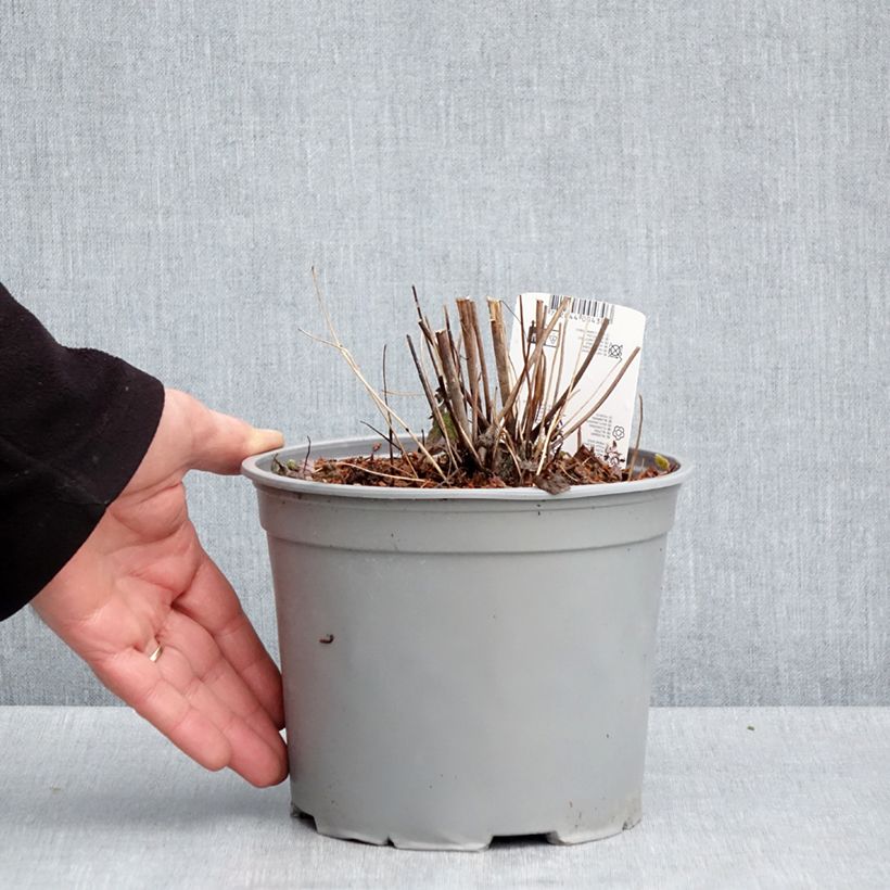 Exemplar von Anemone hupehensis var. japonica Pamina - Chinesische Herbst-Anemone Topf mit 3L/4L wie im Frühjahr geliefert