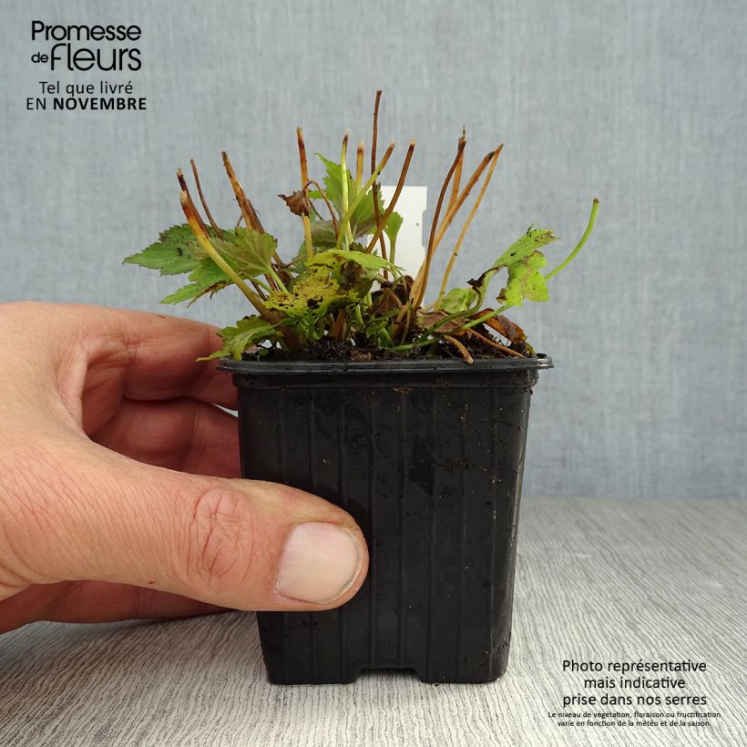 Exemplar von Anemone hupehensis var. japonica Prinz Heinrich - Chinesische Herbst-Anemone Kleine Töpfe von 8/9 cm wie im Herbst geliefert