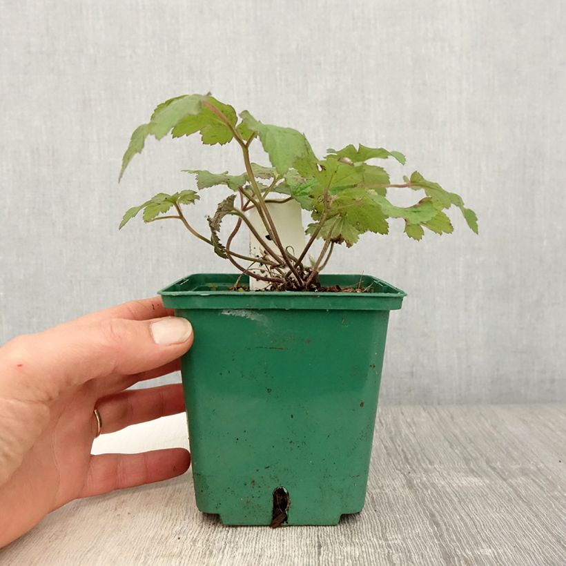 Exemplar von Anemone tomentosa Robustissima - Chinesische Herbst-Anemone Topf mit 1,5L/2L wie im Frühjahr geliefert