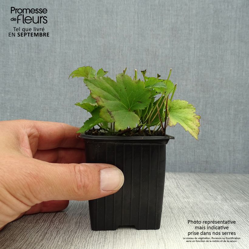 Exemplar von Anemone hupehensis Praecox - Chinesische Herbst-Anemone Kleine Töpfe von 8/9 cm wie im Herbst geliefert