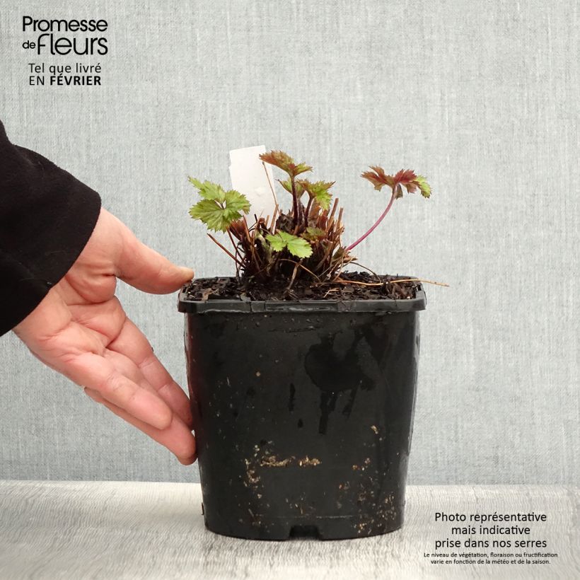 Exemplar von Anemone hybride Elfin Swan - Anémone japonaise. Pot de 2L/3L wie im Winter geliefert