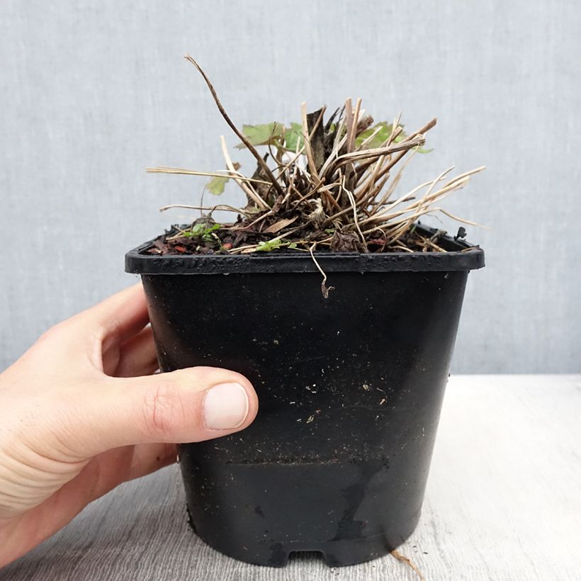 Example of Anemone Elfin Swan - Herbst-Anemone Topf mit 2L/3L as you get in printemps