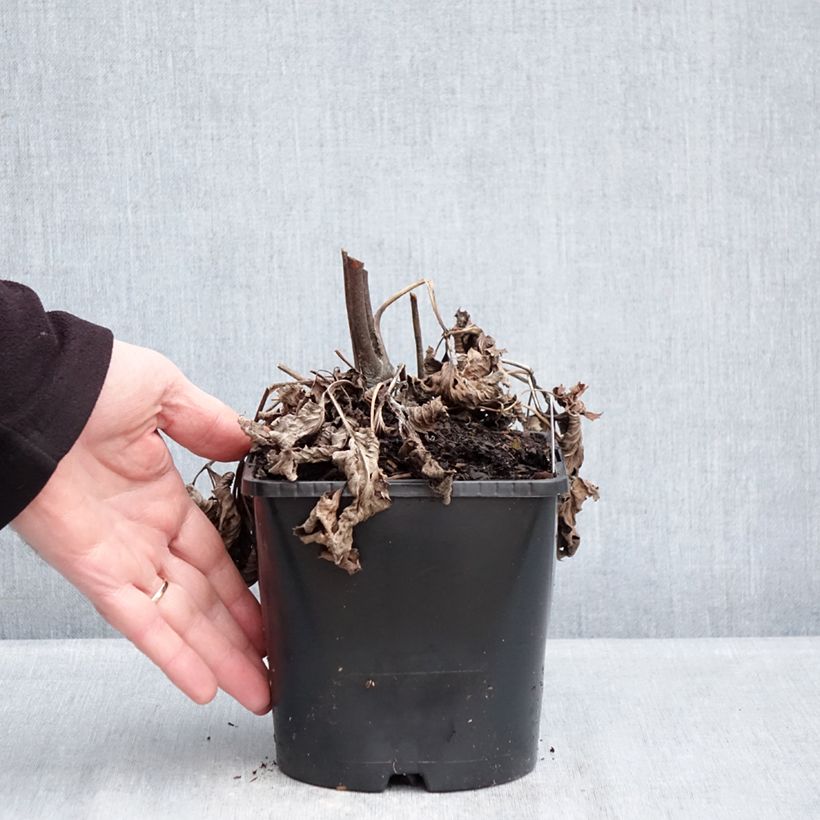 Example of Anemone (x) hupehensis var. japonica Royal Blush - Japan-Herbst-Anemone Topf mit 1,5L/2L as you get in hiver