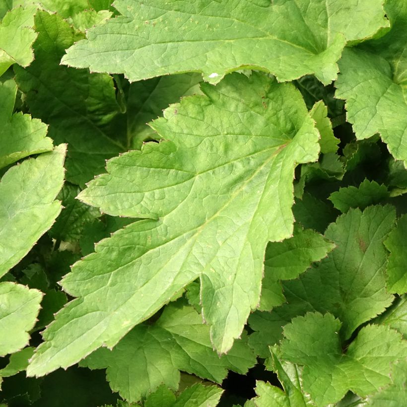 Anemone (x) hybrida Royal Pink - Japan-Herbst-Anemone (Foliage)
