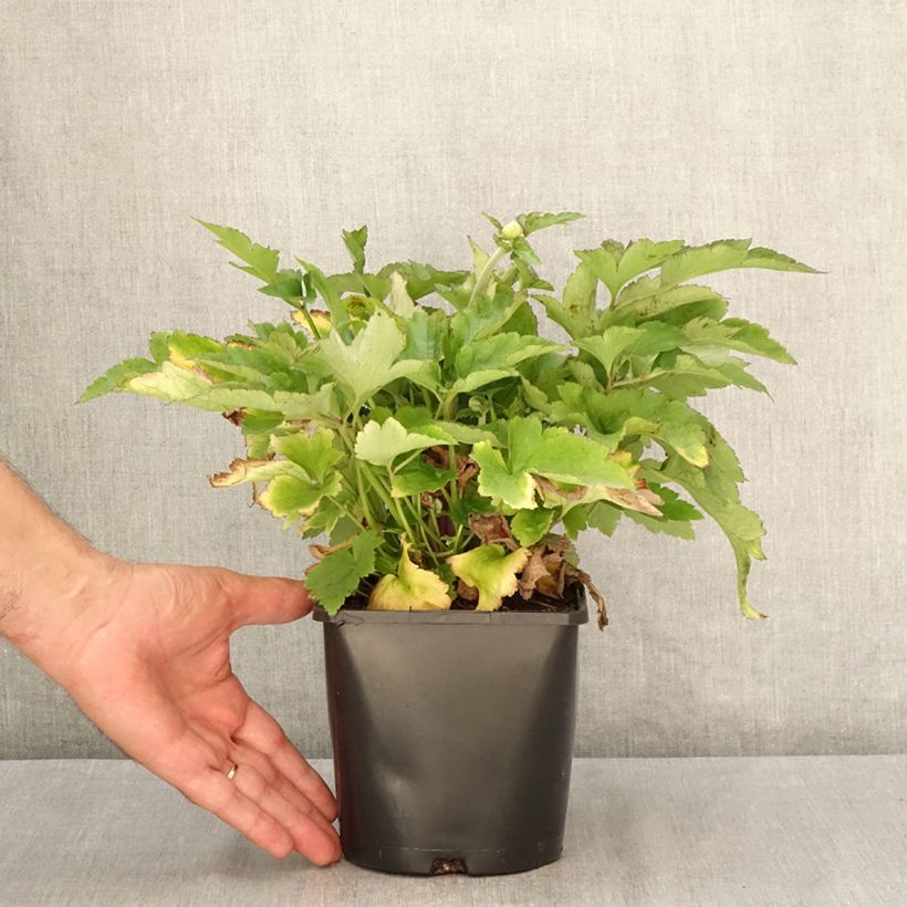 Exemplar von Anemone (x) hybrida Royal Pink - Japan-Herbst-Anemone Topf mit 1,5L/2L wie im Sommer geliefert