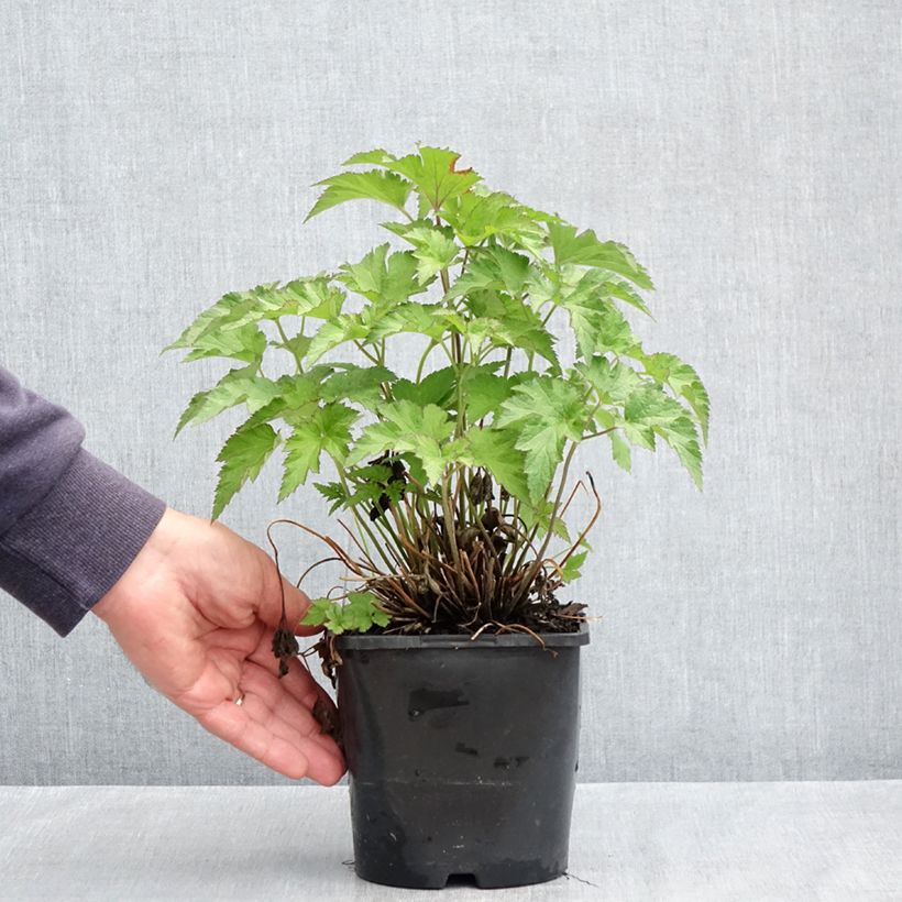 Example of Anemone (x) hybrida Royal Pink - Japan-Herbst-Anemone Topf mit 1,5L/2L as you get in printemps