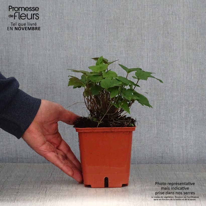 Exemplar von Anémone hybride Snow Angels Pot de 1L/1,5L wie im Herbst geliefert