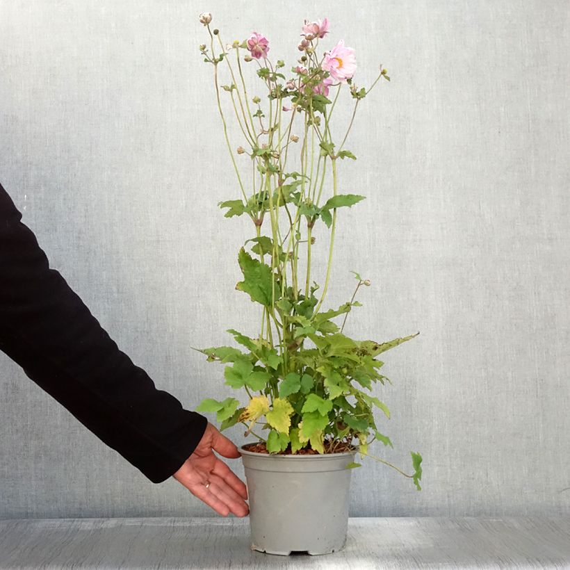 Exemplar von Anémone japonaise Mont Rose Pot de 3L/4L wie im Herbst geliefert