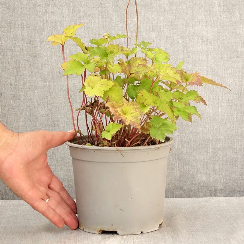 Exemplar von Anemone Mont Rose - Japan-Herbst-Anemone Topf mit 3L/4L wie im Sommer geliefert