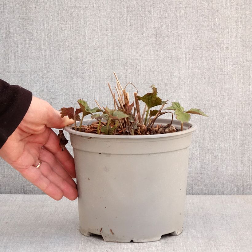 Example of Anemone Mont Rose - Japan-Herbst-Anemone Topf mit 3L/4L as you get in printemps