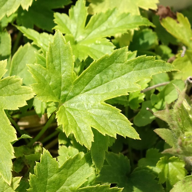 Anemone hupehensis var. japonica Pretty Lady Maria - Chinesische Herbst-Anemone (Laub)