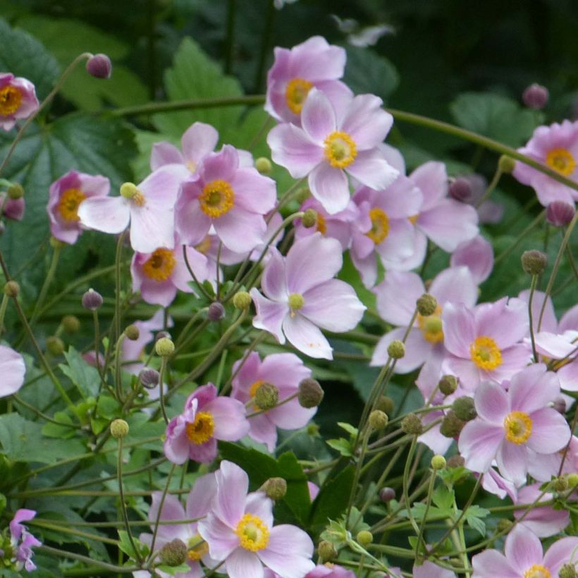 Anemone hupehensis September Charm - Chinesische Herbst-Anemone (Plant habit)