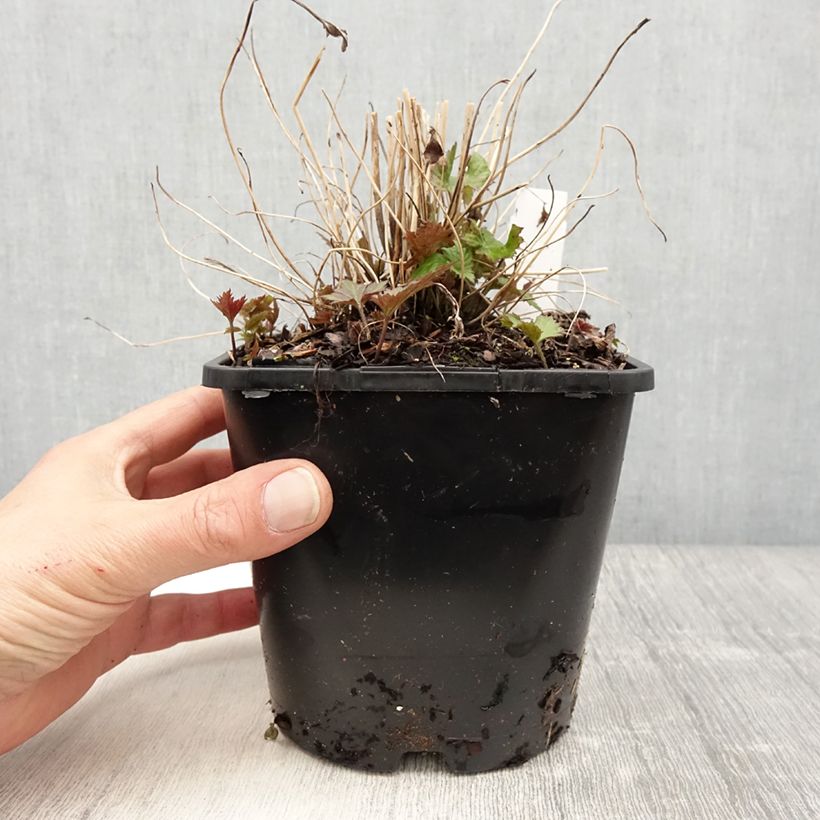 Example of Anemone hupehensis Splendens - Chinesische Herbst-Anemone Topf mit 2L/3L as you get in printemps