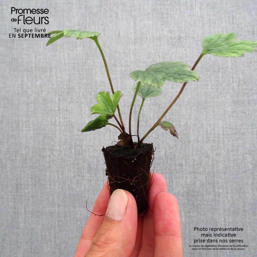 Exemplar von Anemone Wild Swan - Japan-Herbst-Anemone Mini-Plug Ø 3/4 cm wie im Herbst geliefert