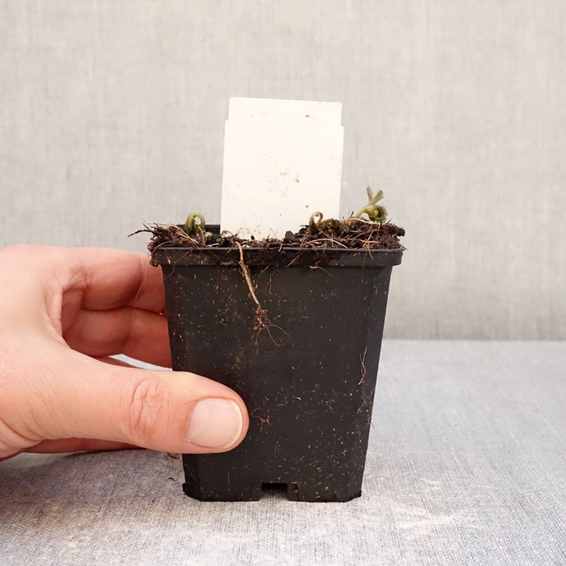 Exemplar von Anemone nemorosa Blue Eyes - Busch-Windröschen Kleine Töpfe von 8/9 cm Kaliber/Größe I wie im Winter geliefert