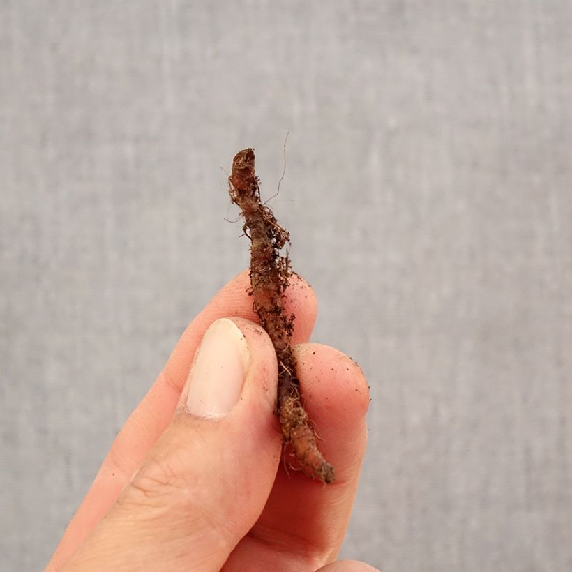 Exemplar von Anemone nemorosa Leeds' Variety - Busch-Windröschen Zwiebel Kaliber/Größe I wie im Herbst geliefert