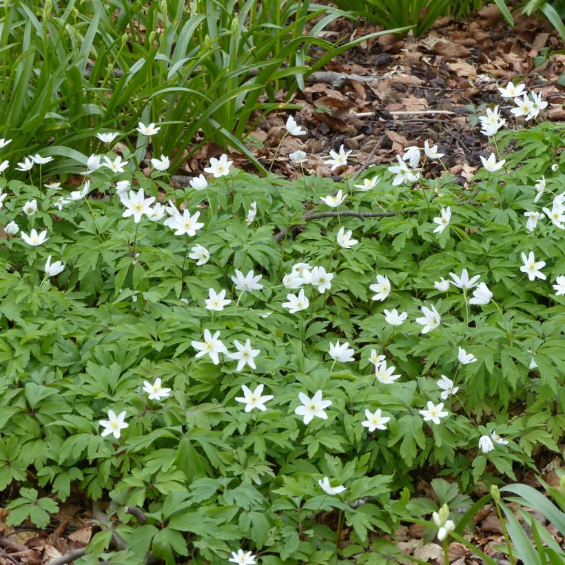 Anemone nemorosa Lychette - Busch-Windröschen (Plant habit)