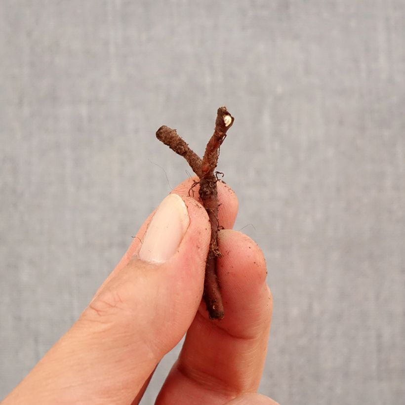 Example of Anemone nemorosa Lychette - Busch-Windröschen Zwiebel Kaliber/Größe I as you get in automne