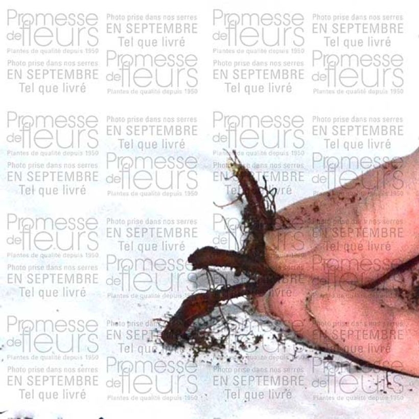 Beispiel eines Exemplars von Anémone nemorosa Vestal - Anémone des bois Bulbe calibre I wie geliefert