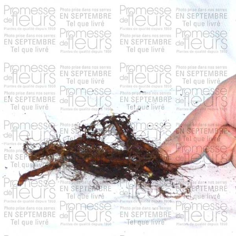 Beispiel eines Exemplars von Anemone ranunculoides - Anémone fausse renoncule Bulbe calibre I wie geliefert