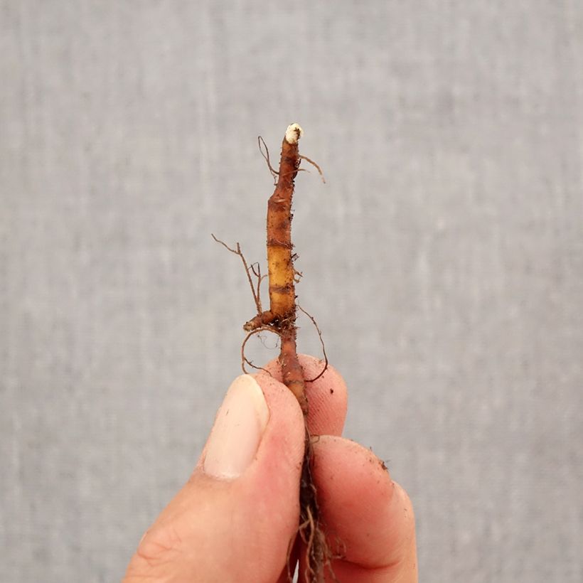 Example of Anemone ranunculoides - Gelbes Windröschen Zwiebel Kaliber/Größe I as you get in automne