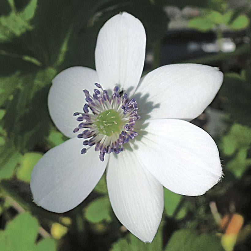 Anemone rivularis - Bach-Anemone (Flowering)