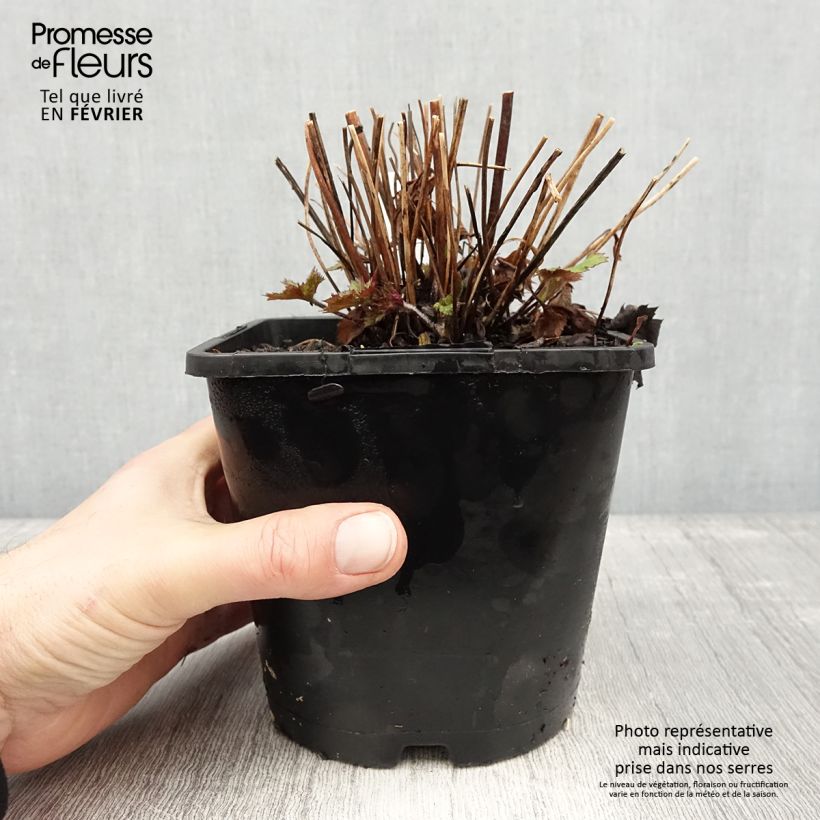 Exemplar von Anemone Ruffled Swan - Anémone japonaise Pot de 2L/3L wie im Winter geliefert