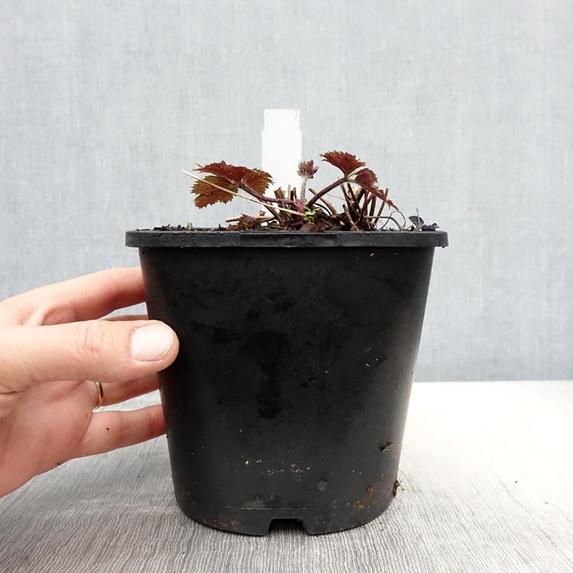 Exemplar von Anemone Ruffled Swan - Herbst-Anemone Topf mit 2L/3L wie im Frühjahr geliefert