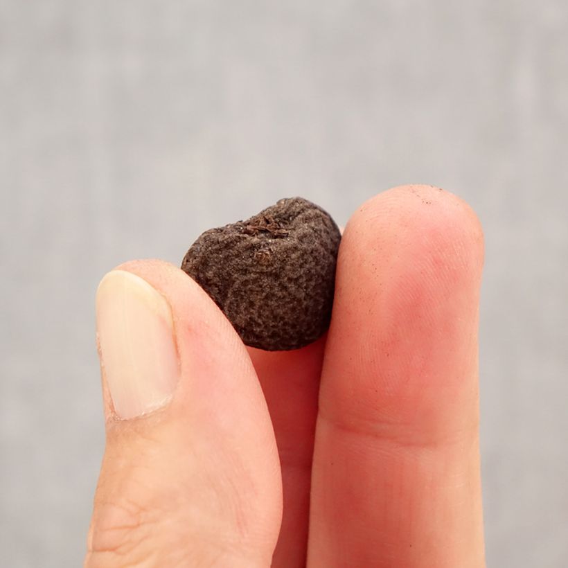 Exemplar von Anemone blanda Mix - Balkan-Windröschen Zwiebel Kaliber/Größe 5+ wie im Herbst geliefert