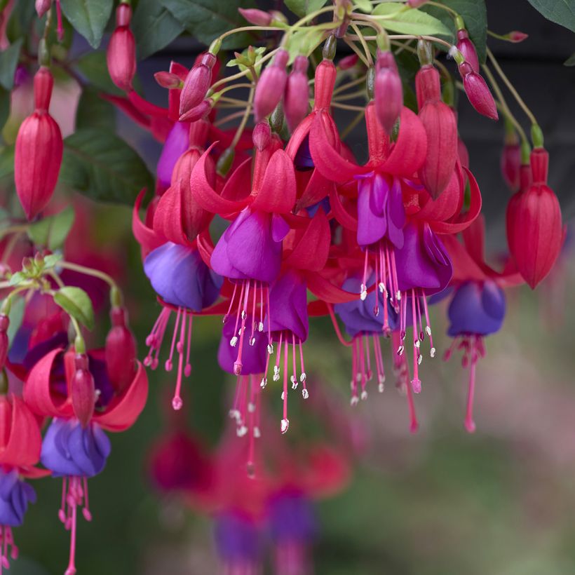 Fuchsia Angela (Blüte)