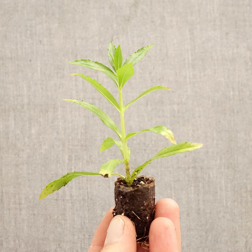 Exemplar von Angelonia Angelface Wedgewood Pink 2026 - Engelsgesicht Mini-Plug Ø 3/4 cm wie im Frühjahr geliefert