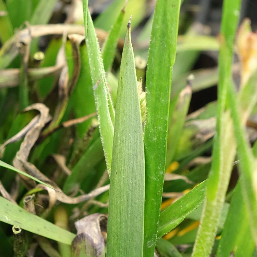 Anigozanthos flavidus Bush Bonanza - Känguruhblume (Laub)