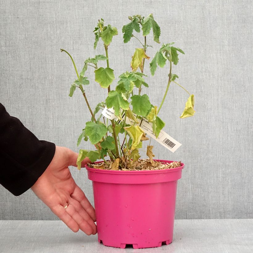 Exemplar von Anisodontea capensis El Rayo - Mauve arbustive du Cap Pot de 3L/4L wie im Winter geliefert