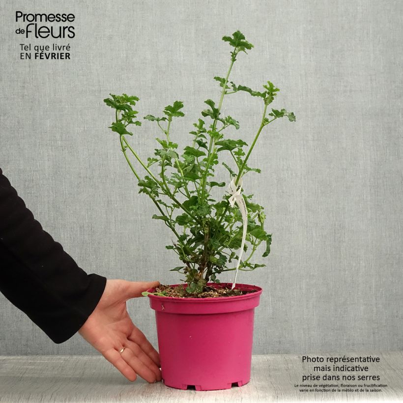 Exemplar von Anisodontea Cristal rose - Mauve arbustive du Cap Pot de 3L/4L wie im Winter geliefert