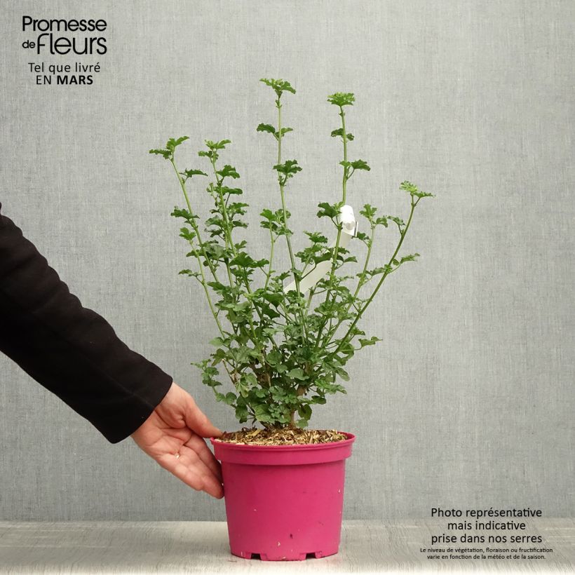 Example of Anisodontea (x) malvastroides Cristal rose - Anisodontea Topf mit 3L/4L as you get in printemps