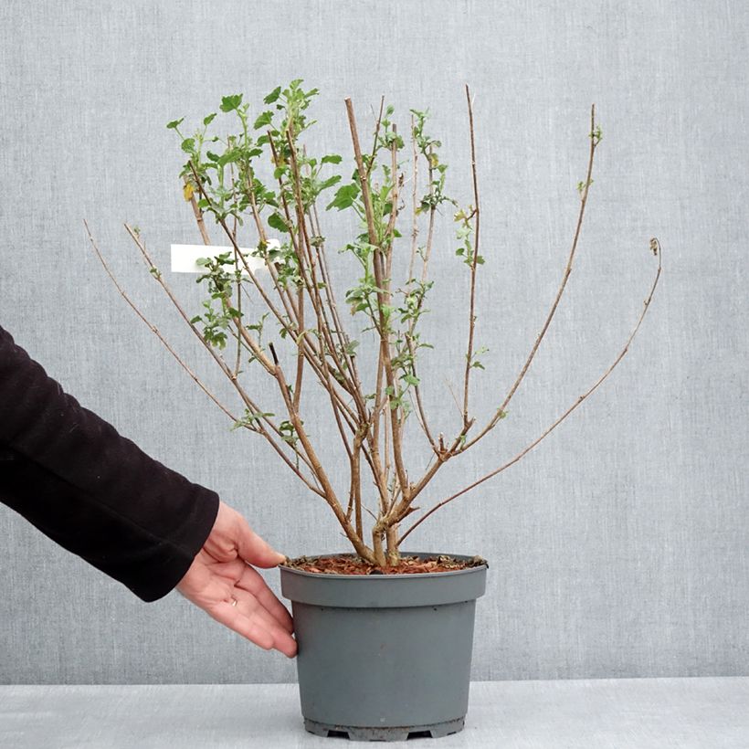 Example of Anisodontea scabrosa Large Red - Anisodontea Topf mit 3L/4L as you get in printemps