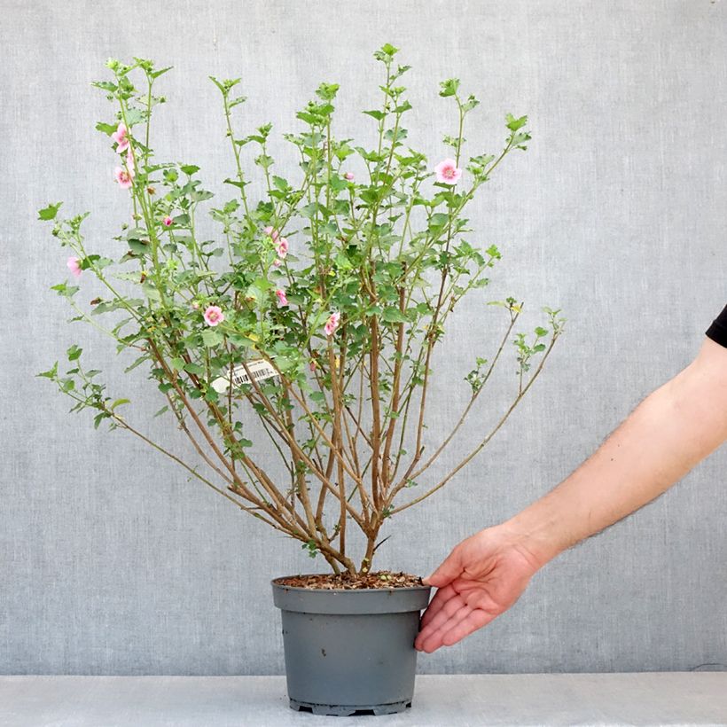 Example of Anisodontea scabrosa Miss Pinky - Anisodontea Topf mit 3L/4L as you get in printemps