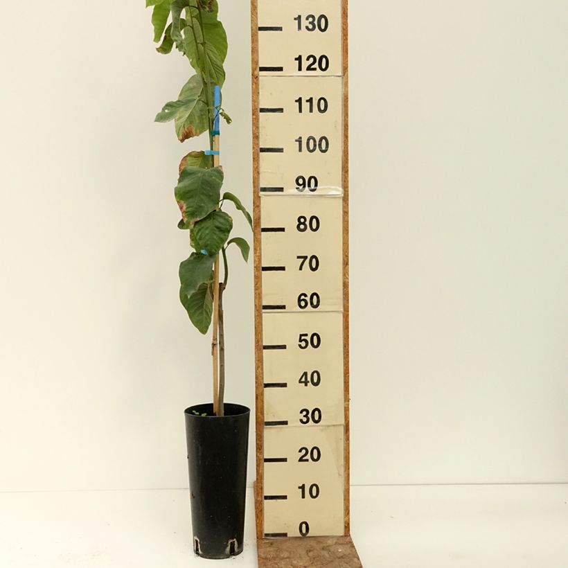 Exemplar von Cherimoya - Annona cherimola Topf mit 6L/7L wie im Sommer geliefert