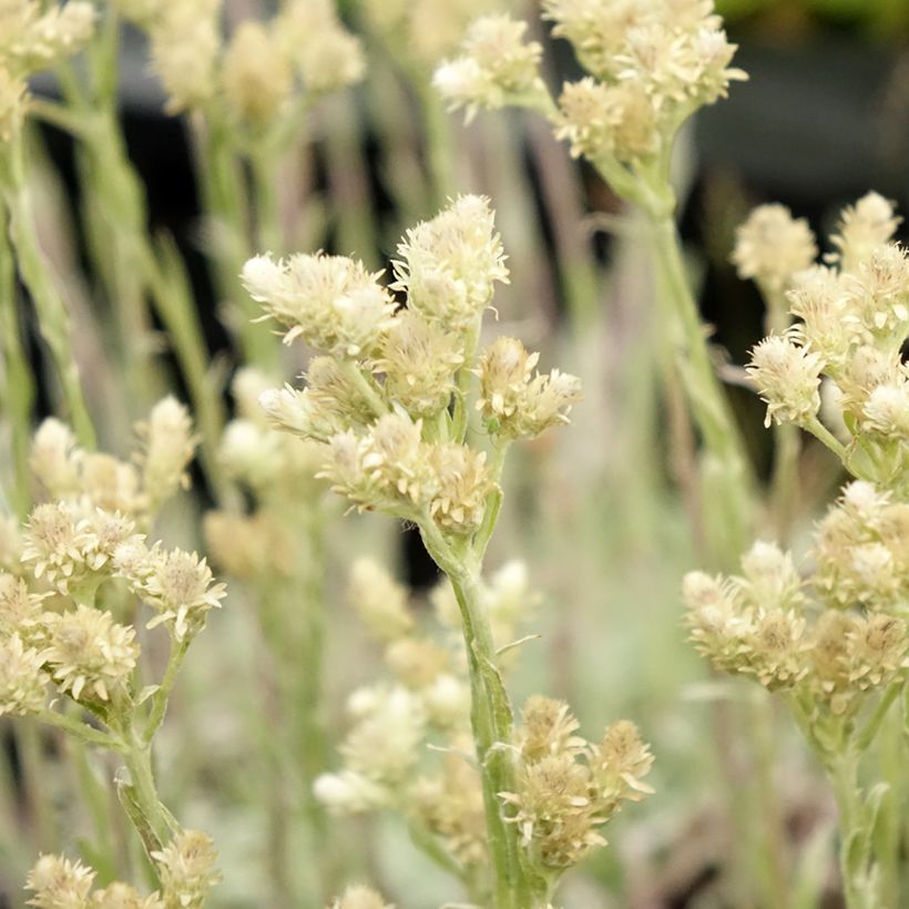 Antennaria dioica var. borealis - Gemeines Katzenpfötchen (Flowering)