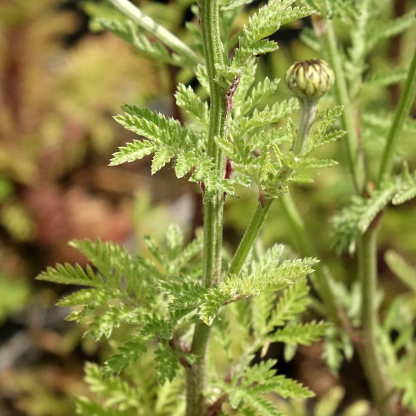 Anthemis sancti-johannis - Johanniskamille (Foliage)