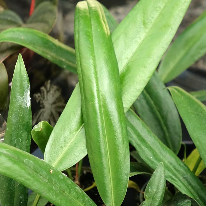 Flamingoblumen - Anthurium bakeri (Laub)